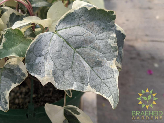 Variegated Algerian Ivy Hanging Basket