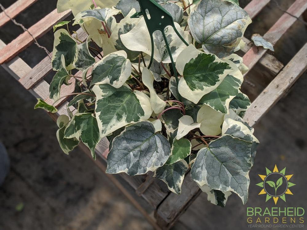 Variegated Algerian Ivy Hanging Basket