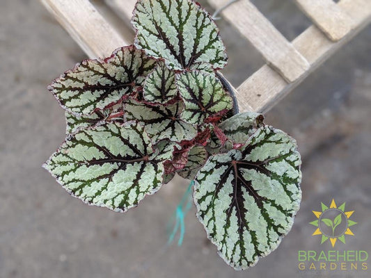 Rex Begonia Tiger Eyes