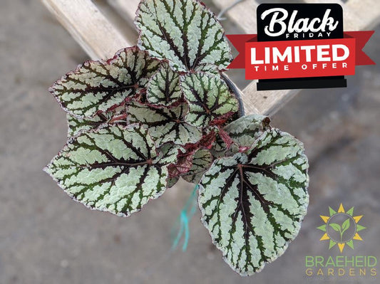 Rex Begonia Tiger Eyes