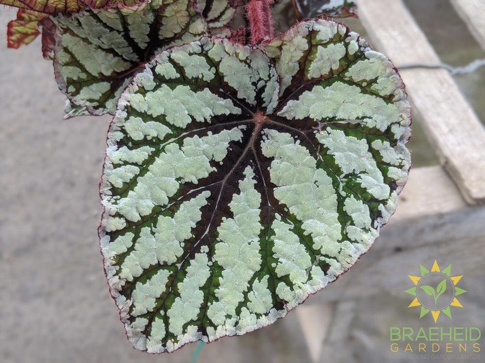 Rex Begonia Tiger Eyes