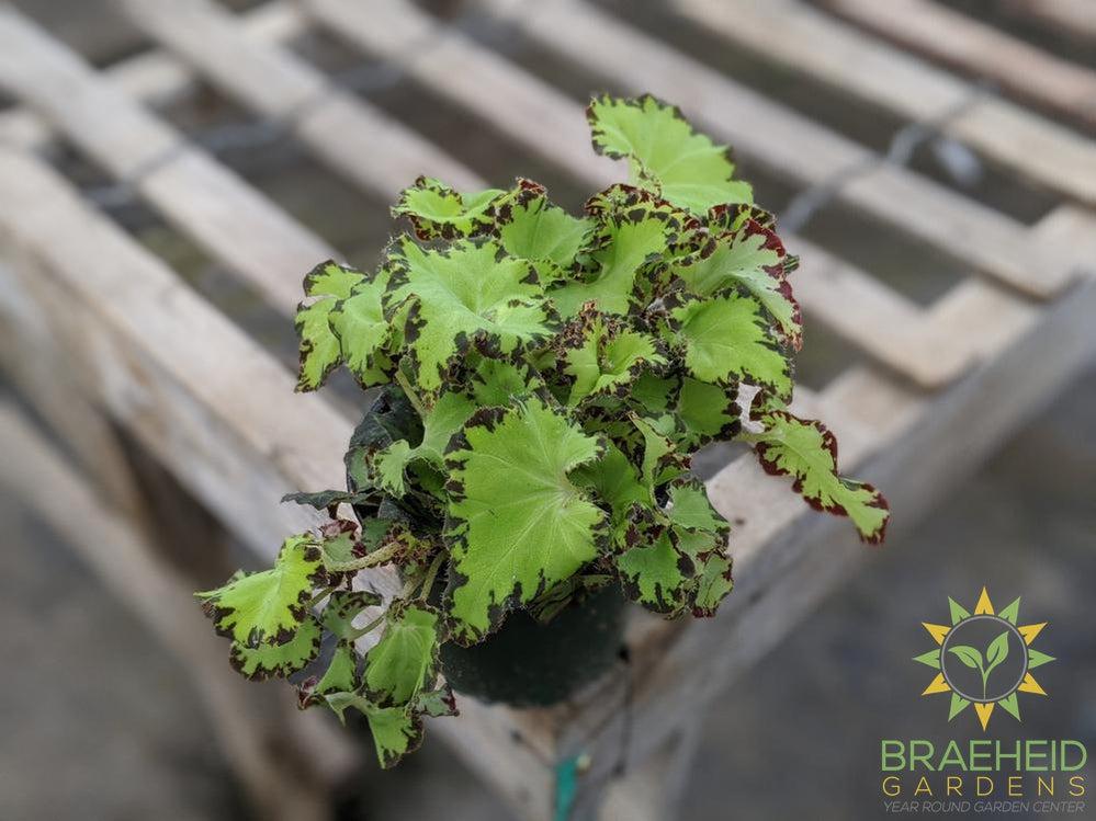 Rex Begonia Froggie
