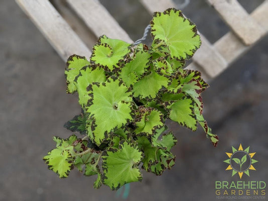 Rex Begonia Froggie