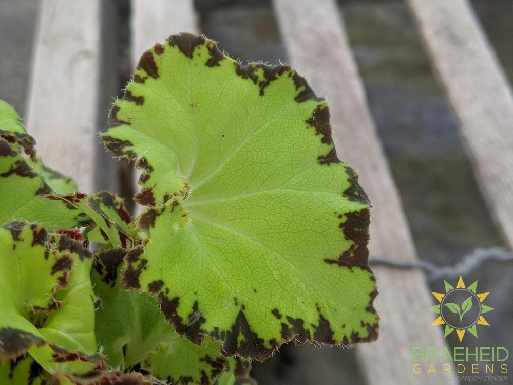 Rex Begonia Froggie