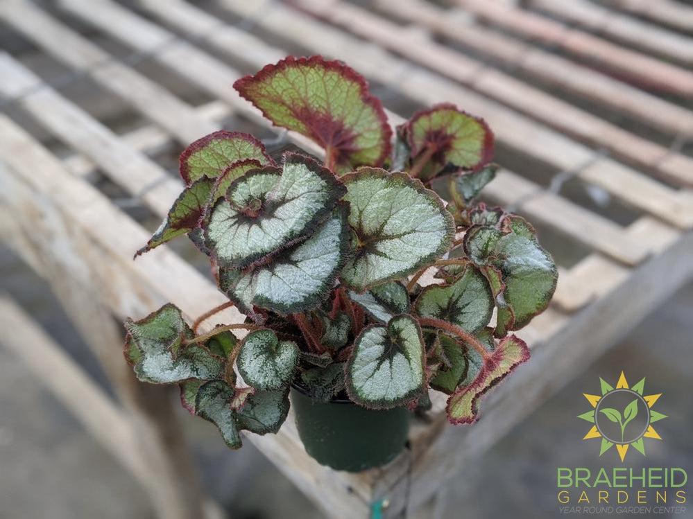 Rex Begonia Escargot