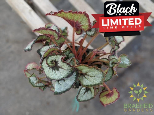 Rex Begonia Escargot