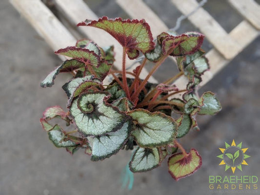 Rex Begonia Escargot