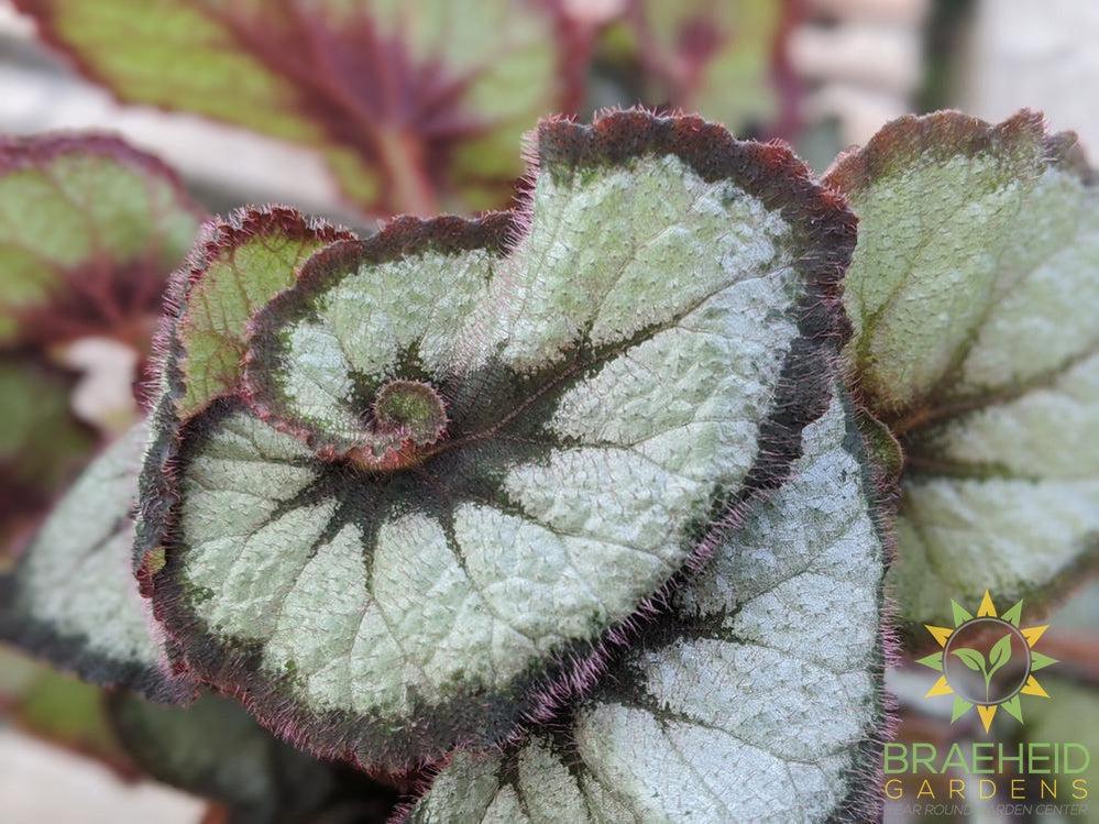 Rex Begonia Escargot