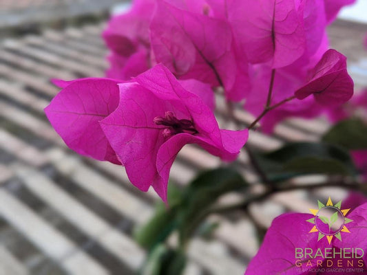 Bouganvillea -NO SHIP-