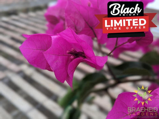 Bouganvillea -NO SHIP-