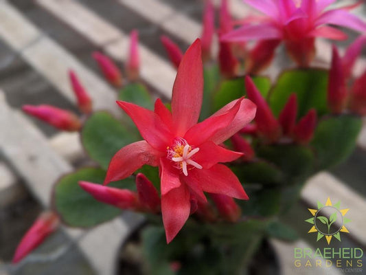 Easter Cactus