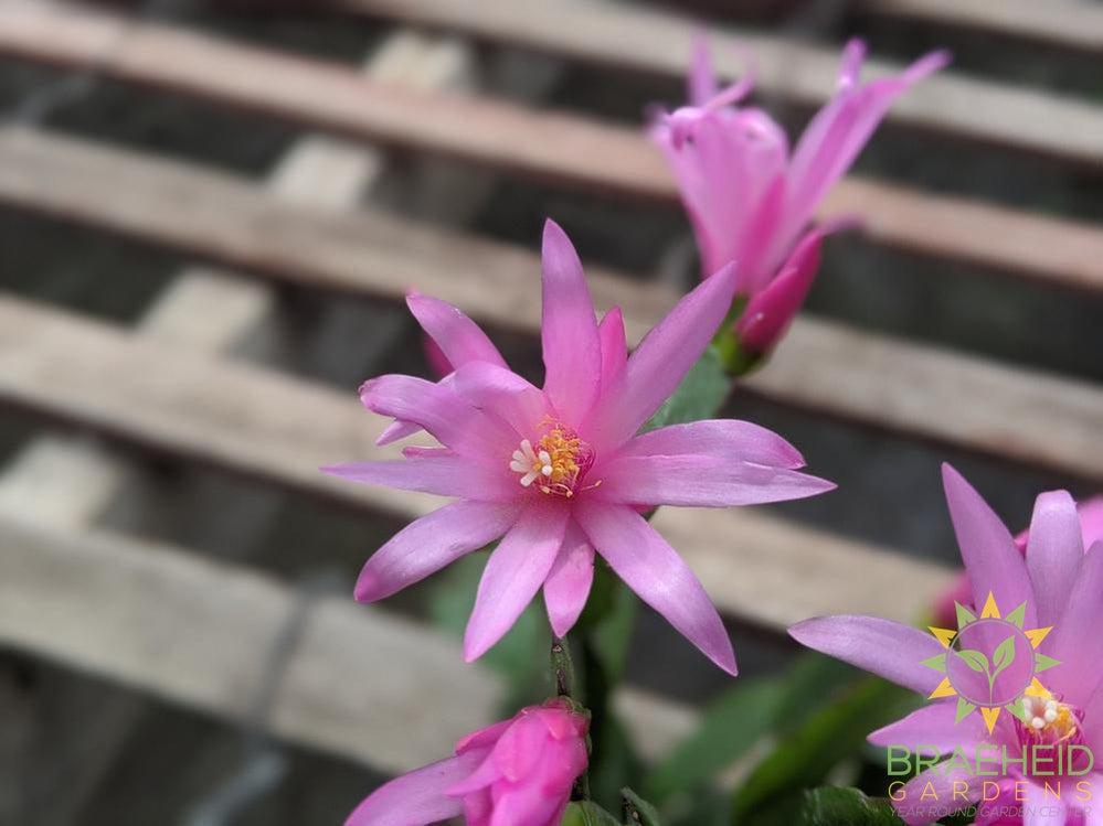 Easter Cactus