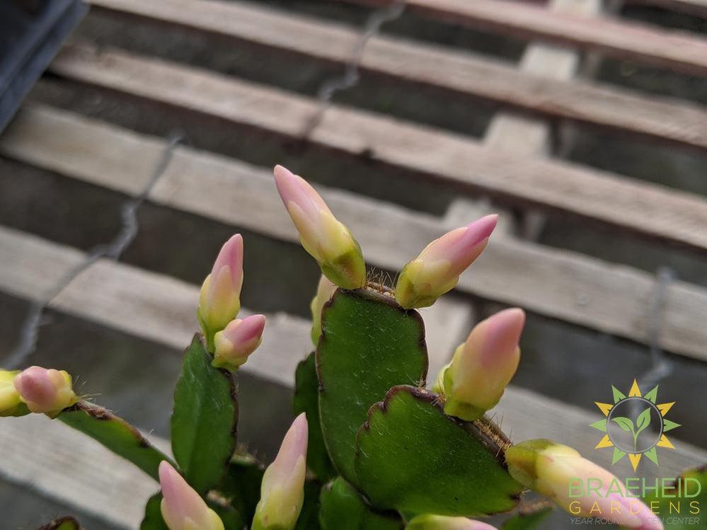 Easter Cactus