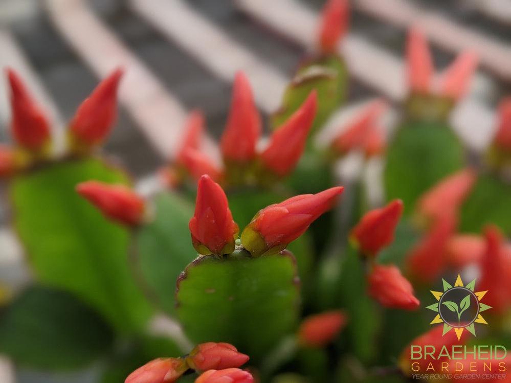 Easter Cactus