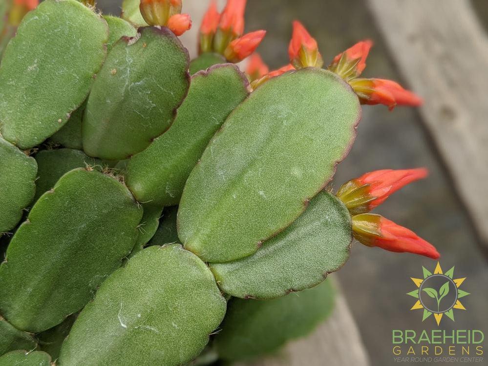 Easter Cactus