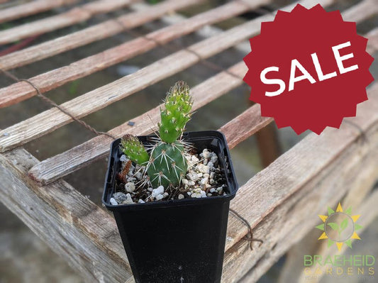 Opuntia Fragilis 'Smithwicks' - Cold Hardy