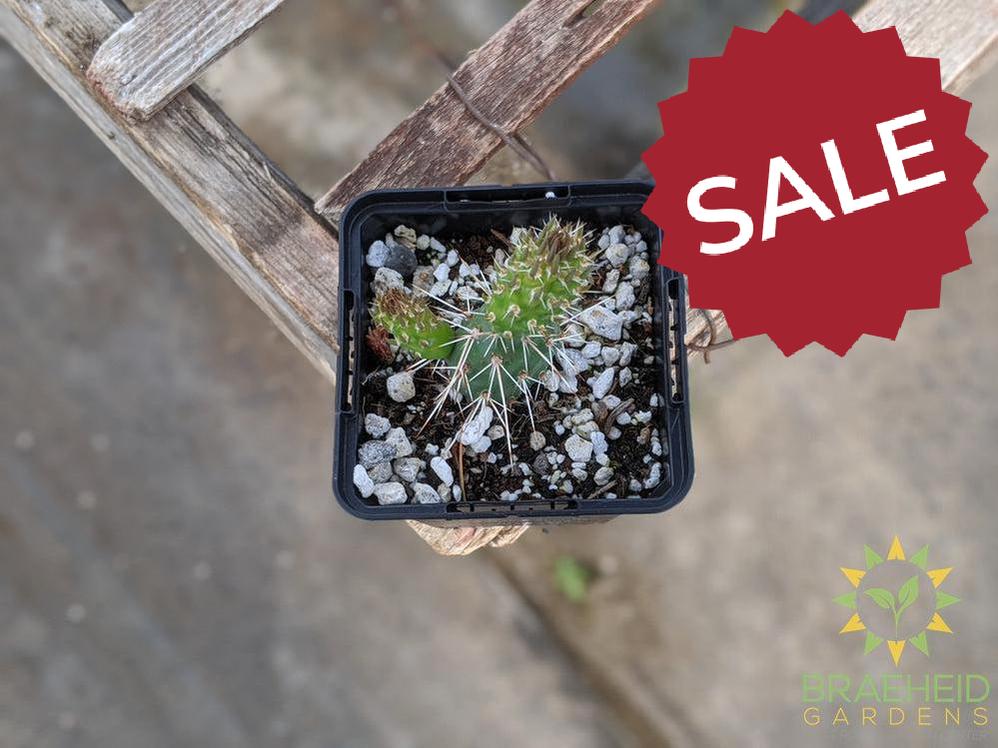 Opuntia Fragilis 'Smithwicks' - Cold Hardy