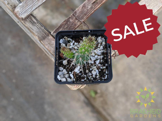 Opuntia Fragilis 'Smithwicks' - Cold Hardy