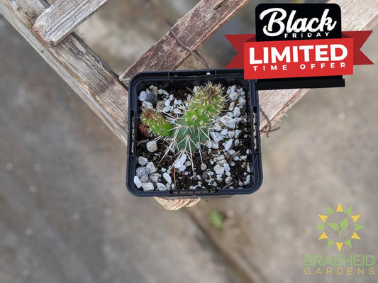 Opuntia Fragilis 'Smithwicks' - Cold Hardy