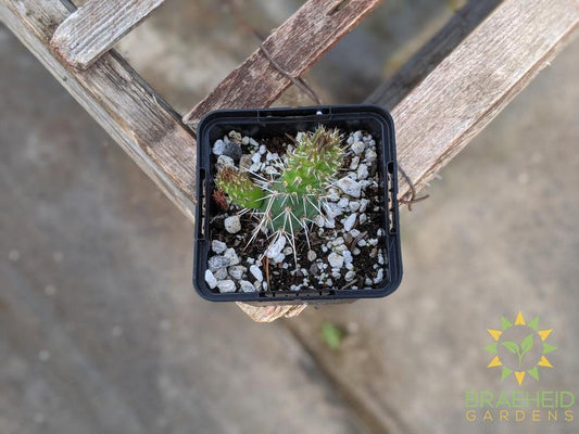 Opuntia Fragilis 'Smithwicks' - Cold Hardy