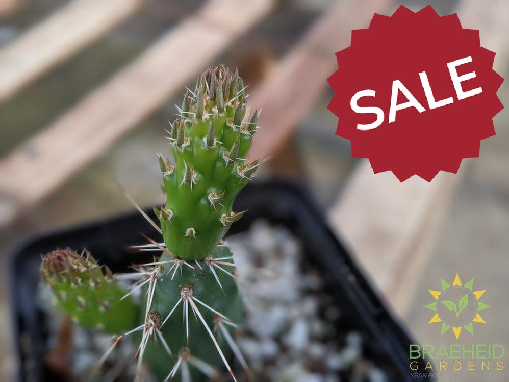 Opuntia Fragilis 'Smithwicks' - Cold Hardy