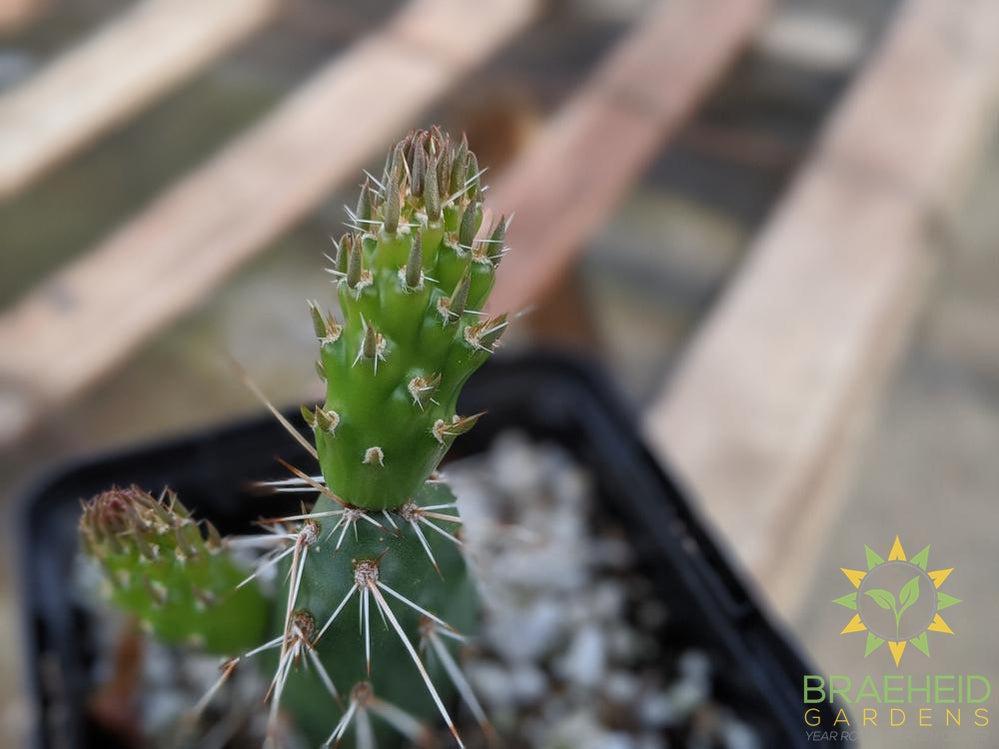 Opuntia Fragilis 'Smithwicks' - Cold Hardy