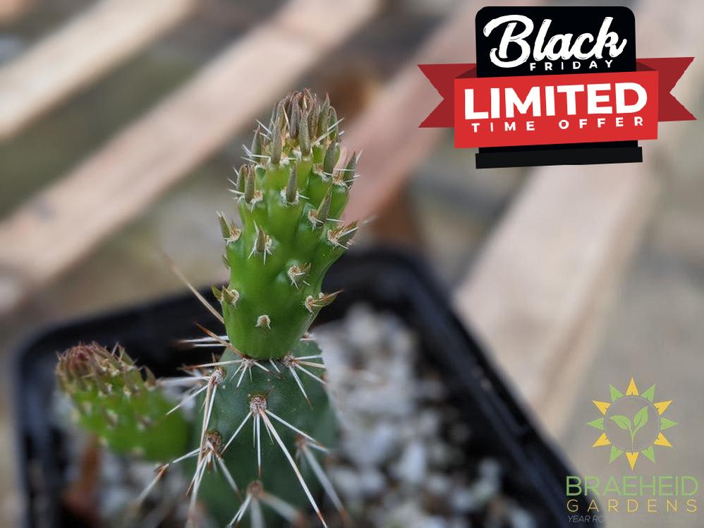 Opuntia Fragilis 'Smithwicks' - Cold Hardy