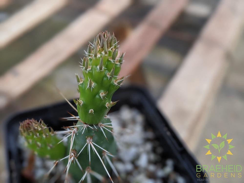 Opuntia Fragilis 'Smithwicks' - Cold Hardy