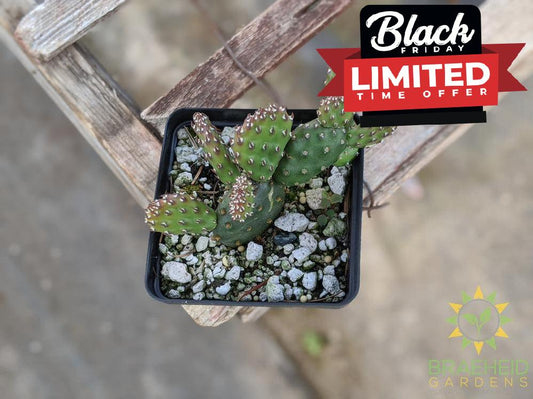 Opuntia Fragilis 'Pony' - Cold Hardy