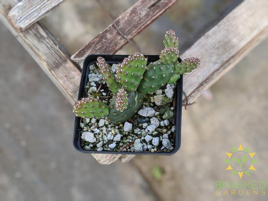 Opuntia Fragilis 'Pony' - Cold Hardy
