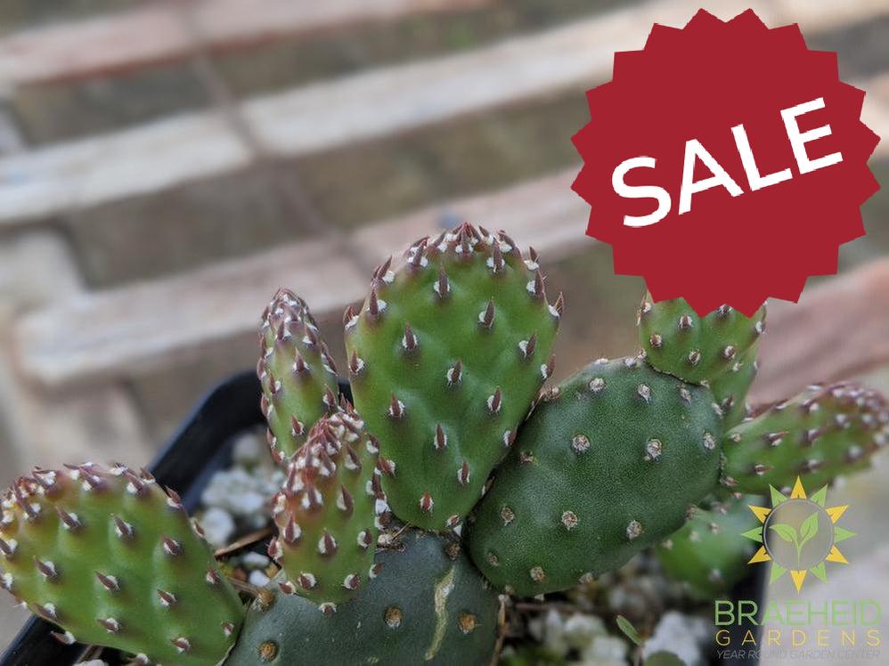 Opuntia Fragilis 'Pony' - Cold Hardy