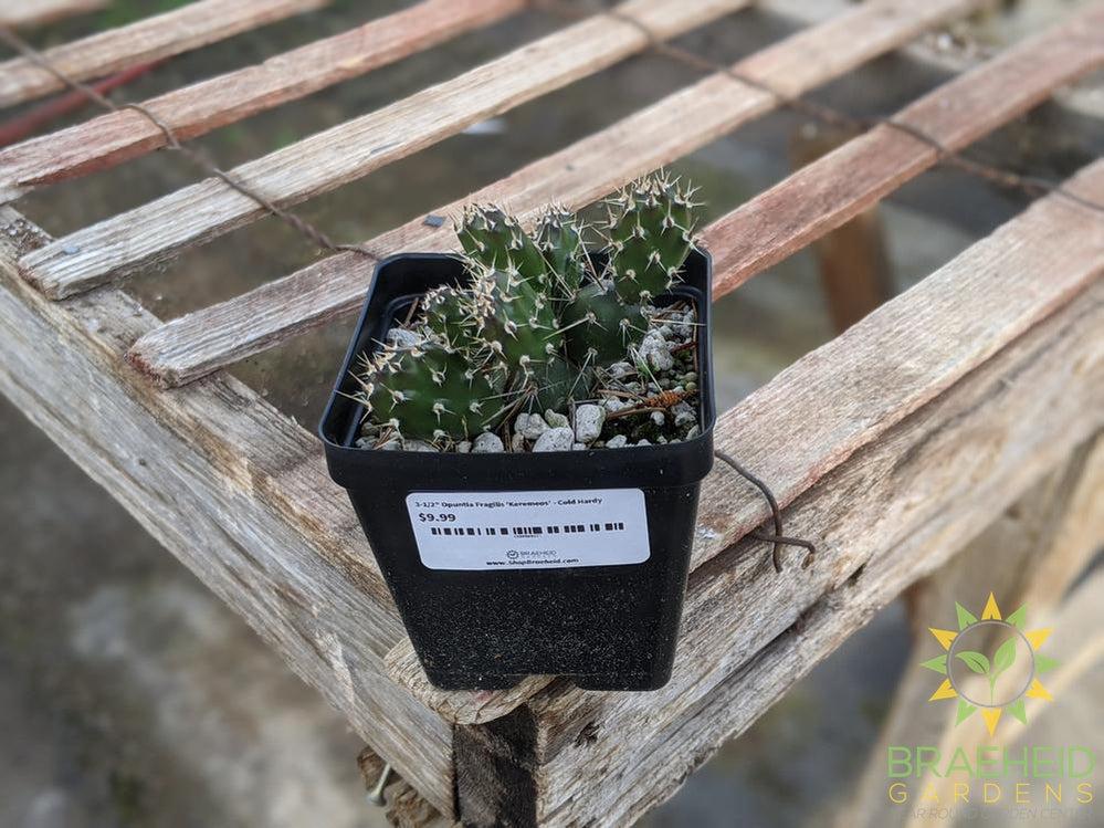 Opuntia Fragilis 'Keremeos' - Cold Hardy