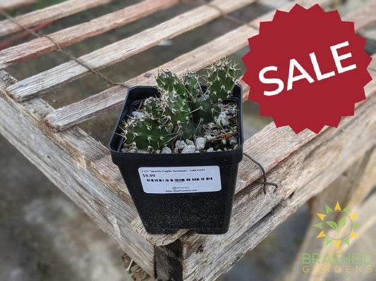 Opuntia Fragilis 'Keremeos' - Cold Hardy