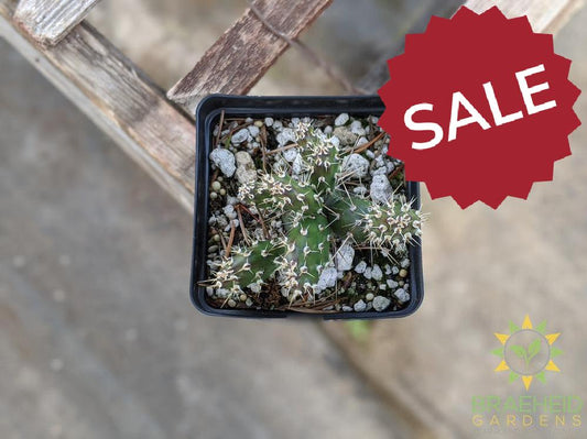 Opuntia Fragilis 'Keremeos' - Cold Hardy