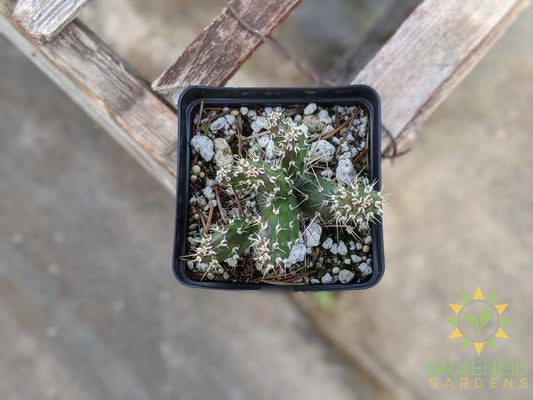 Opuntia Fragilis 'Keremeos' - Cold Hardy