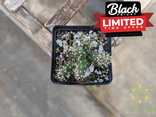 Opuntia Fragilis 'Keremeos' - Cold Hardy