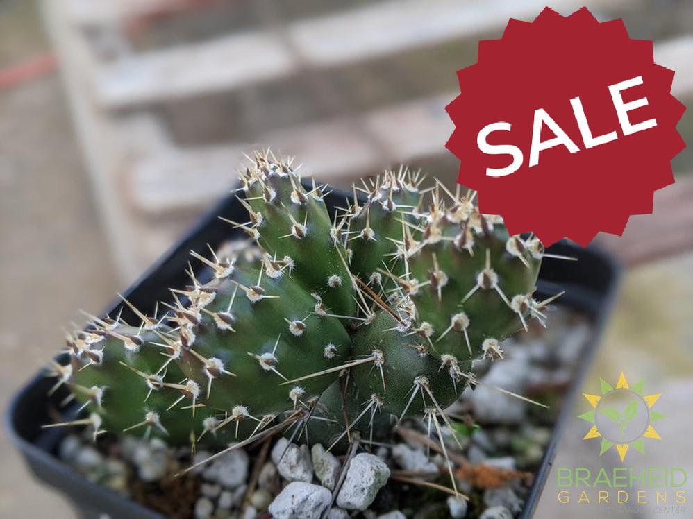 Opuntia Fragilis 'Keremeos' - Cold Hardy