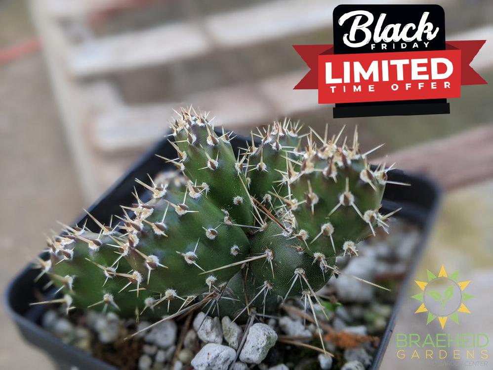 Opuntia Fragilis 'Keremeos' - Cold Hardy