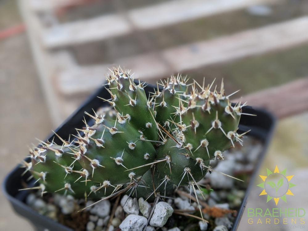 Opuntia Fragilis 'Keremeos' - Cold Hardy