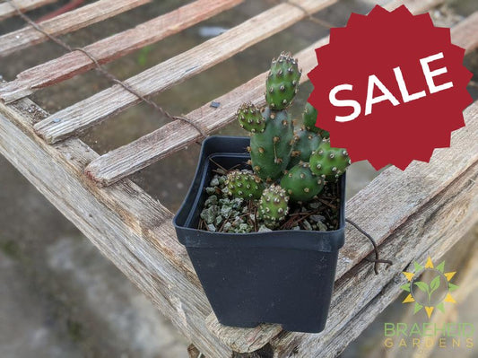 Opuntia Fragilis 'Bronze Beauty' - Cold Hardy