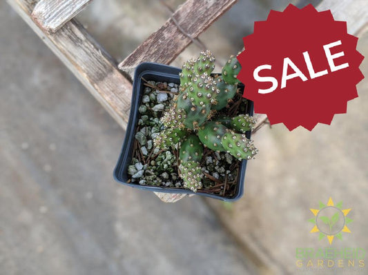 Opuntia Fragilis 'Bronze Beauty' - Cold Hardy