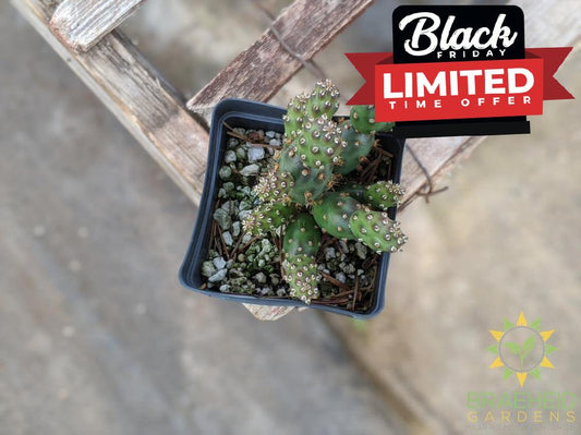 Opuntia Fragilis 'Bronze Beauty' - Cold Hardy