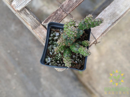 Opuntia Fragilis 'Bronze Beauty' - Cold Hardy