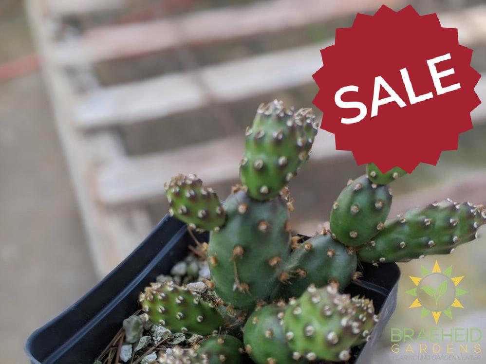 Opuntia Fragilis 'Bronze Beauty' - Cold Hardy