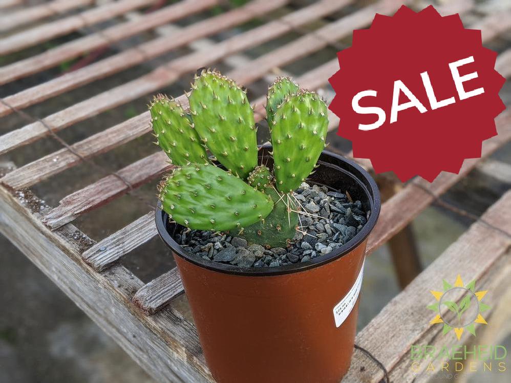 Opuntia Polycantha 'Yellow With Red Center' - Cold Hardy