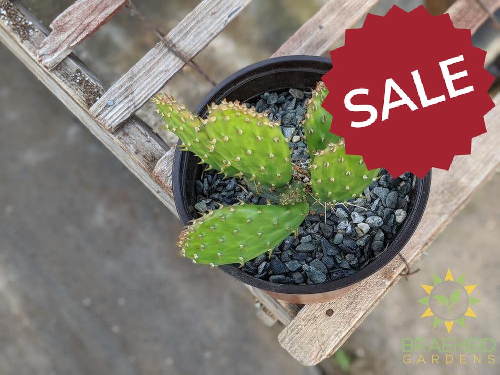 Opuntia Polycantha 'Yellow With Red Center' - Cold Hardy