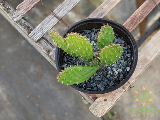 Opuntia Polycantha 'Yellow With Red Center' - Cold Hardy