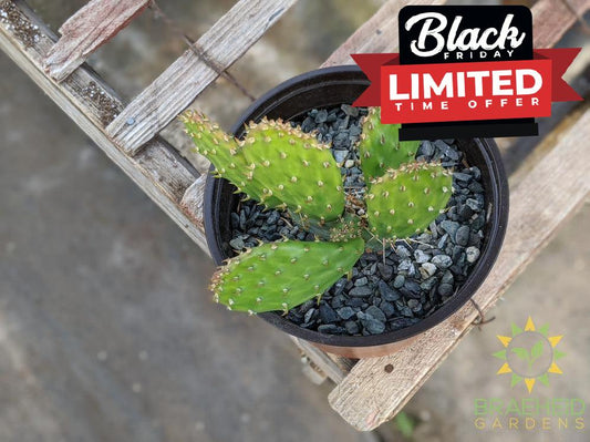 Opuntia Polycantha 'Yellow With Red Center' - Cold Hardy