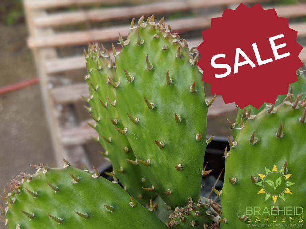 Opuntia Polycantha 'Yellow With Red Center' - Cold Hardy