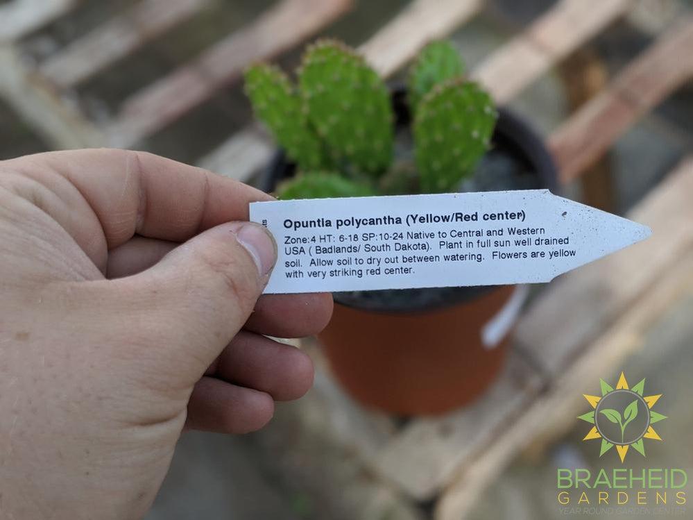 Opuntia Polycantha 'Yellow With Red Center' - Cold Hardy